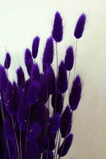 Vasenglück Trockenblumen Lagurus | Dunkel Lila