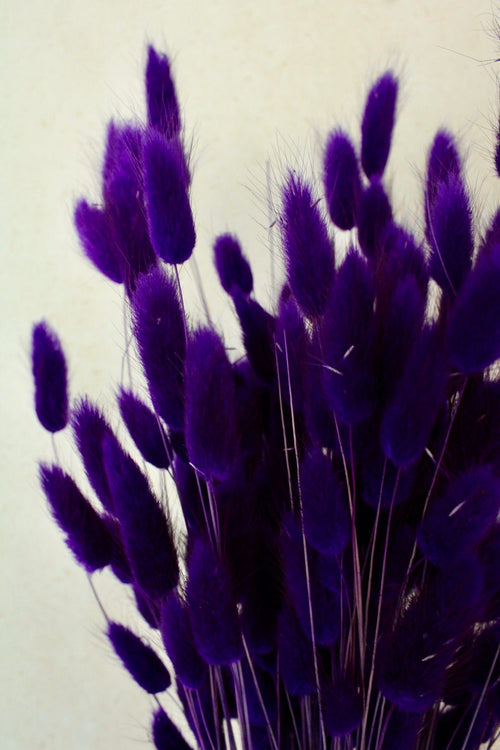 Vasenglück Trockenblumen Lagurus | Dunkel Lila