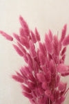 Vasenglück Trockenblumen Lagurus | Dunkelrosa