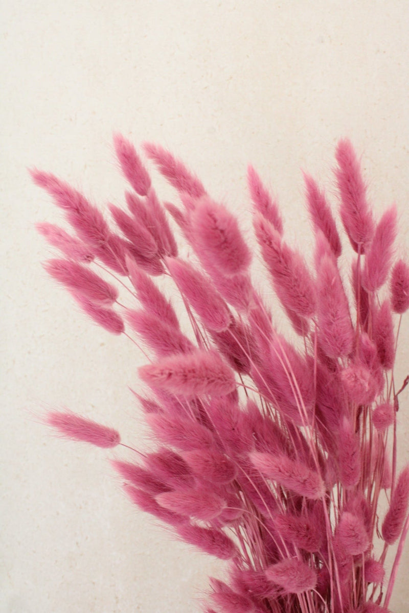 Vasenglück Trockenblumen Lagurus | Dunkelrosa