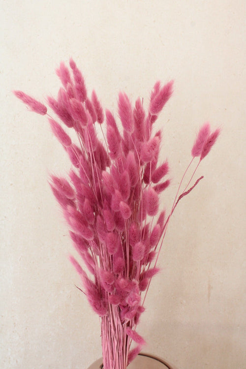 Vasenglück Trockenblumen Großes Bund Lagurus | Dunkelrosa