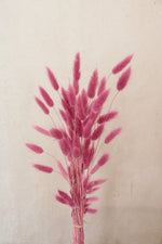 Vasenglück Trockenblumen Kleines Bund Lagurus | Dunkelrosa