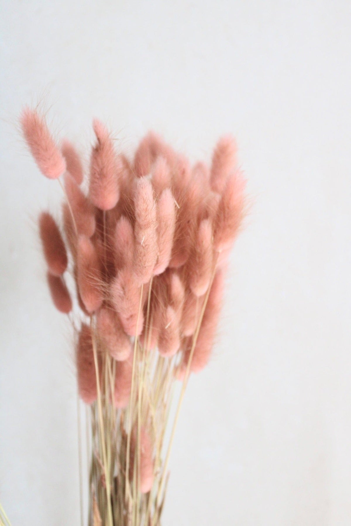 Vasenglück Trockenblumen Lagurus | Dusty Rose