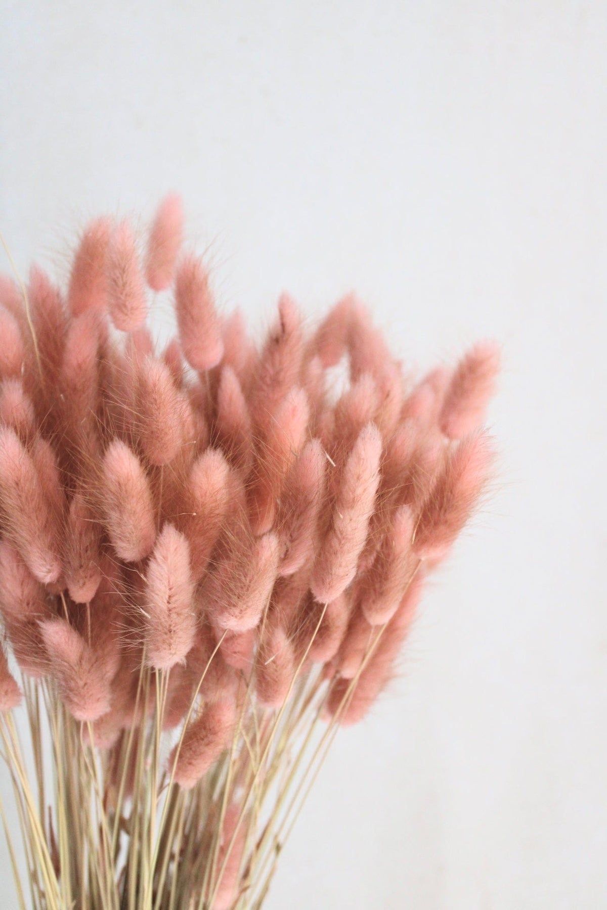 Vasenglück Trockenblumen Lagurus | Dusty Rose