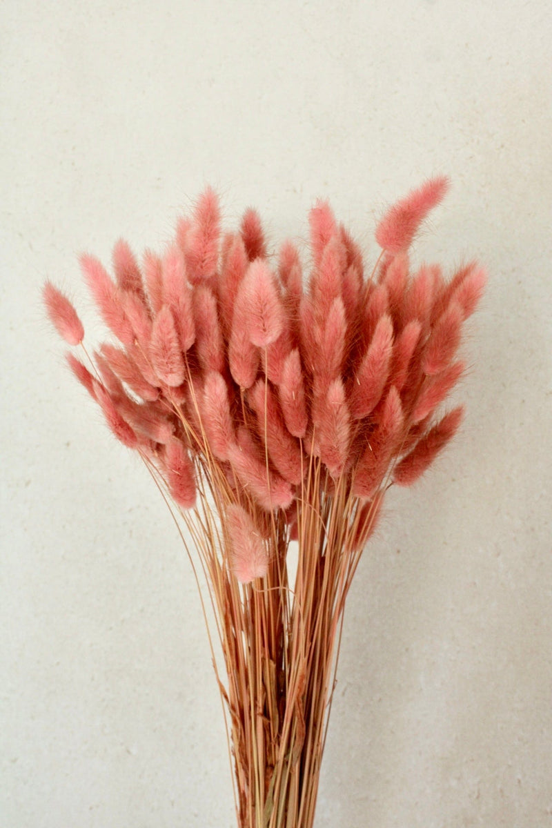 Vasenglück Trockenblumen Großes Bund (ca. 100 Stiele) Lagurus | Dusty Rose