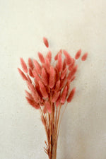 Vasenglück Trockenblumen Kleines Bund (ca. 50 Stiele) Lagurus | Dusty Rose