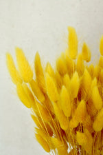 Vasenglück Trockenblumen Lagurus | Gelb