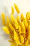 Vasenglück Trockenblumen Lagurus | Gelb