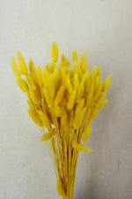 Vasenglück Trockenblumen Großes Bund (ca. 100 Stiele) Lagurus | Gelb