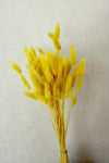 Vasenglück Trockenblumen Kleines Bund (ca. 50 Stiele) Lagurus | Gelb