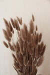Vasenglück Trockenblumen Lagurus | Graubraun