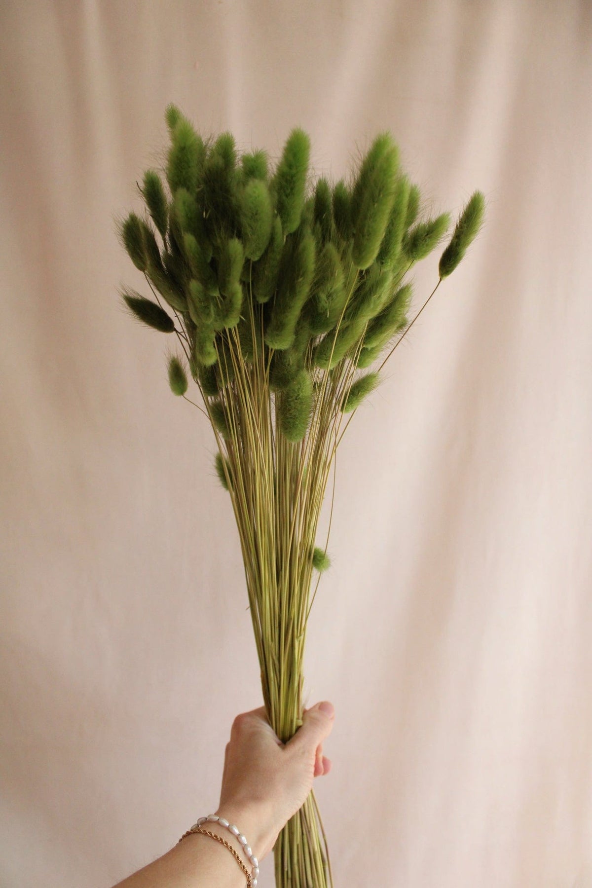 Lagurus Grün 75cm - Trockenblumen