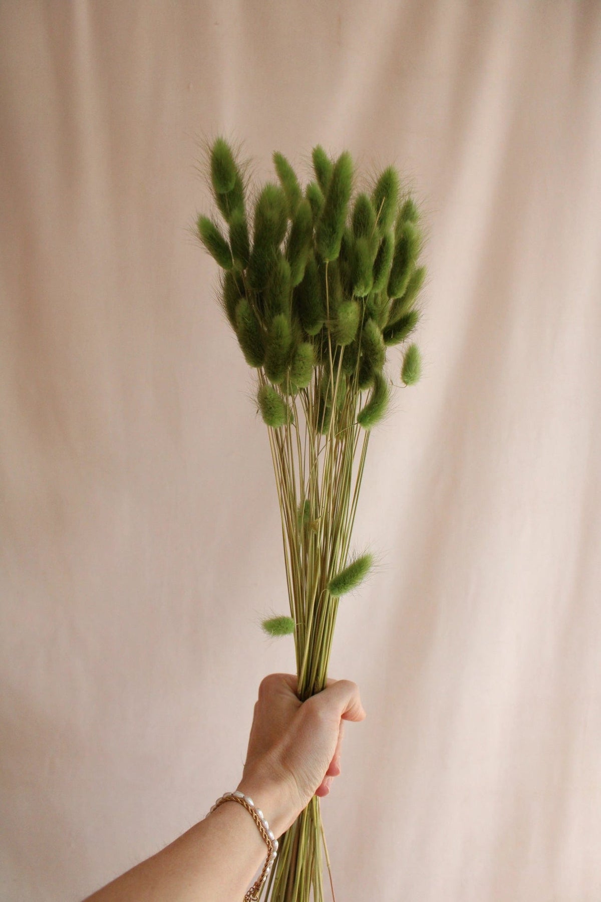 Lagurus Grün 75cm - Trockenblumen