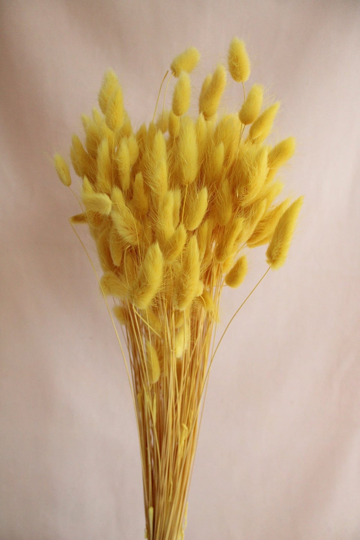 Lagurus Gelb 75cm - Trockenblumen