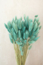 Vasenglück Trockenblumen Lagurus | Hellblau