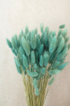 Vasenglück Trockenblumen Lagurus | Hellblau