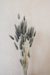 Vasenglück Trockenblumen Kleines Bund Lagurus | Hellgrau