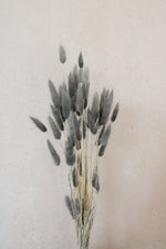 Vasenglück Trockenblumen Kleines Bund Lagurus | Hellgrau