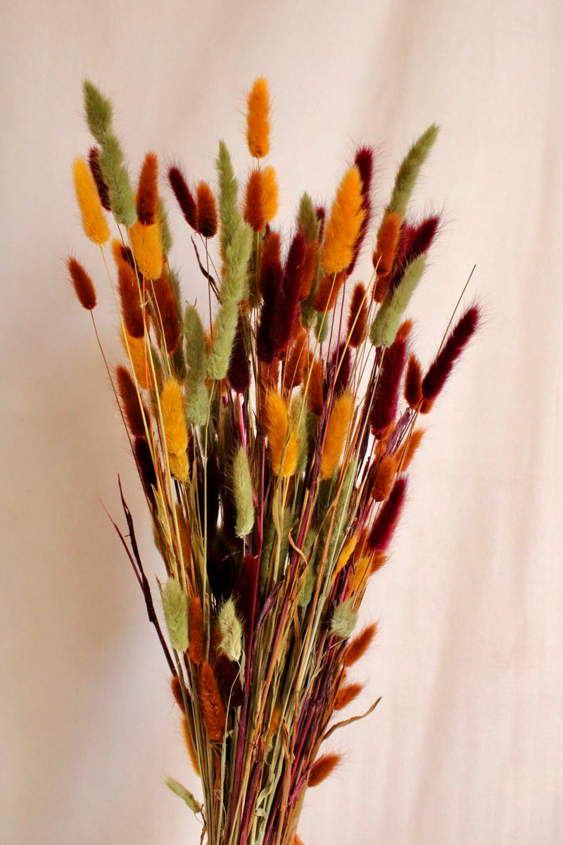 Vasenglück Trockenblumen Lagurus | Herbst-Mix