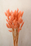 Vasenglück Trockenblumen Lagurus | Lachsfarben