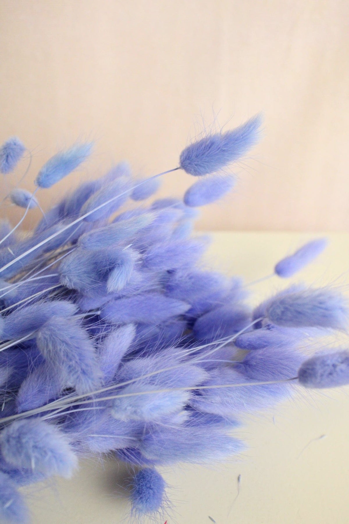 Vasenglück Trockenblumen Lagurus | Lila