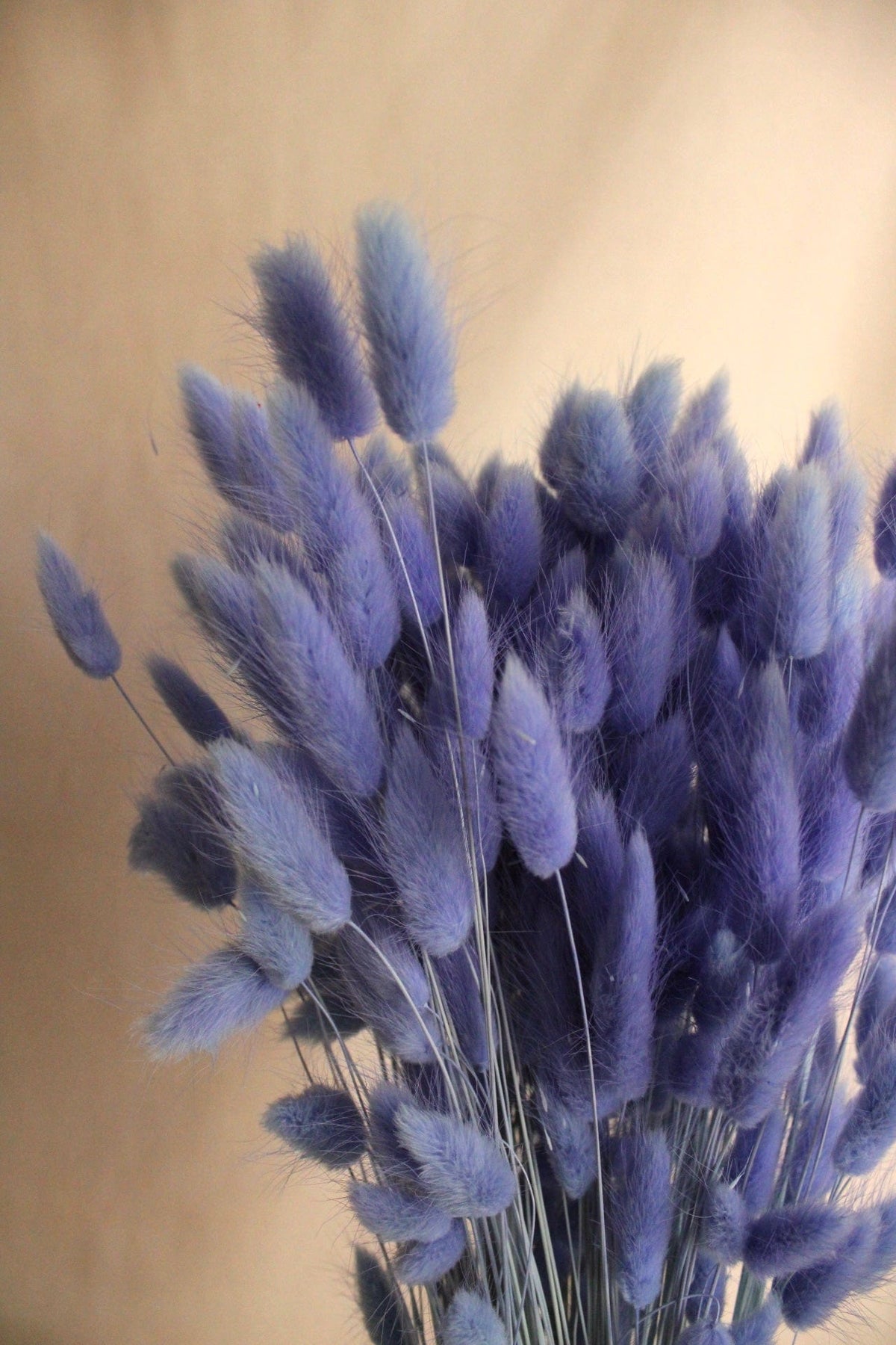 Vasenglück Trockenblumen Lagurus | Lila