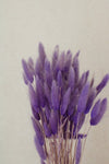 Vasenglück Trockenblumen Lagurus | Lila