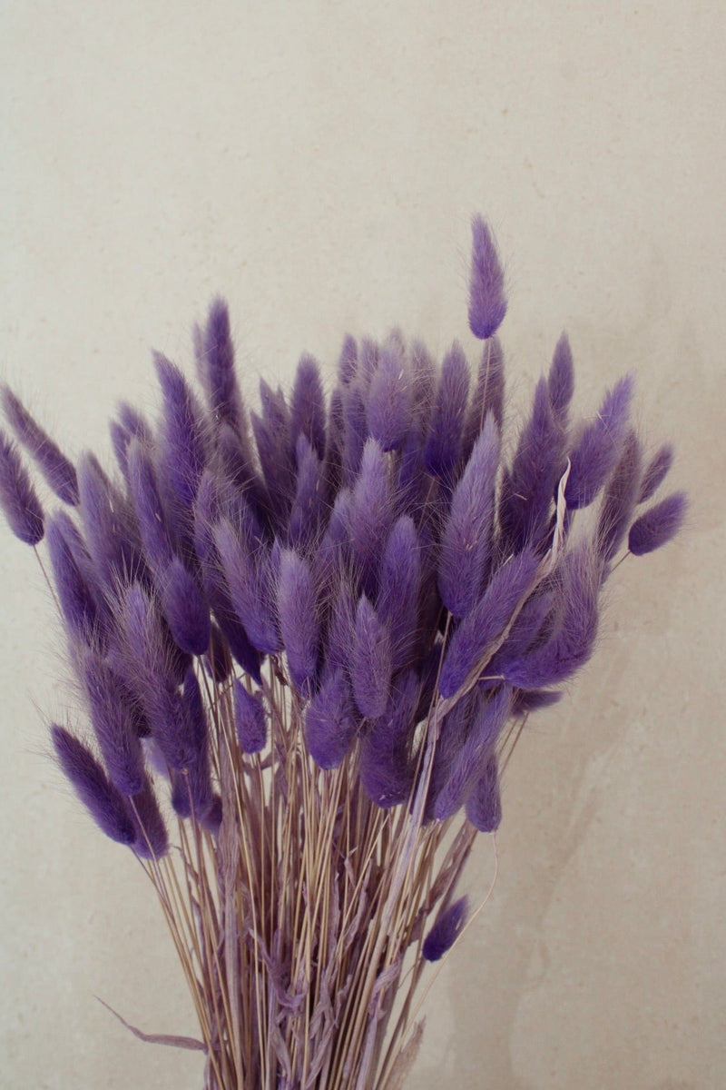 Vasenglück Trockenblumen Lagurus | Lila