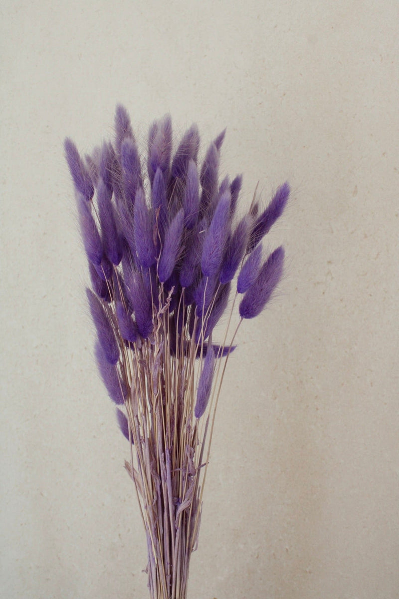 Vasenglück Trockenblumen Kleines Bund Lagurus | Lila