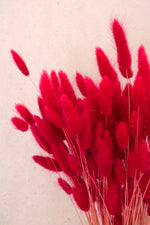 Vasenglück Trockenblumen Lagurus | Pink