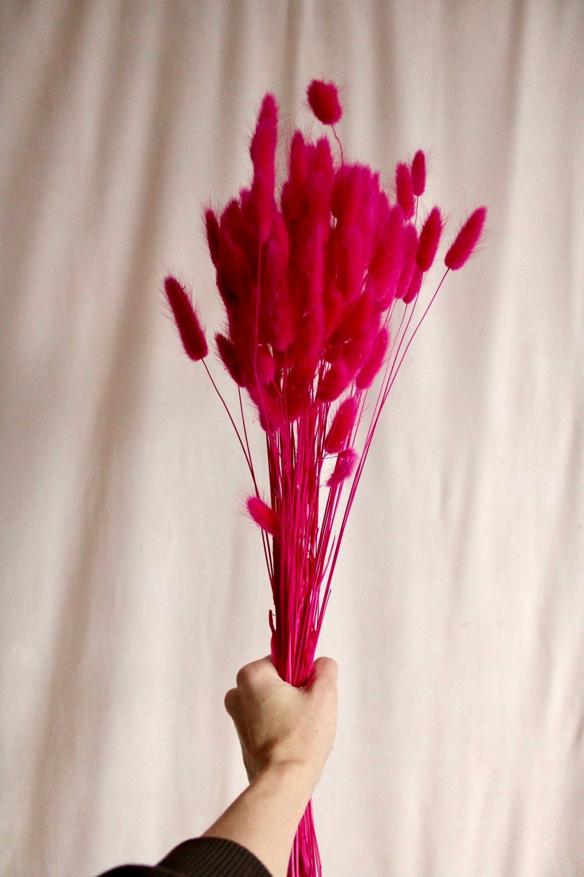 Vasenglück Trockenblumen Lagurus | Pink