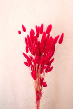 Vasenglück Trockenblumen Kleines Bund Lagurus | Pink