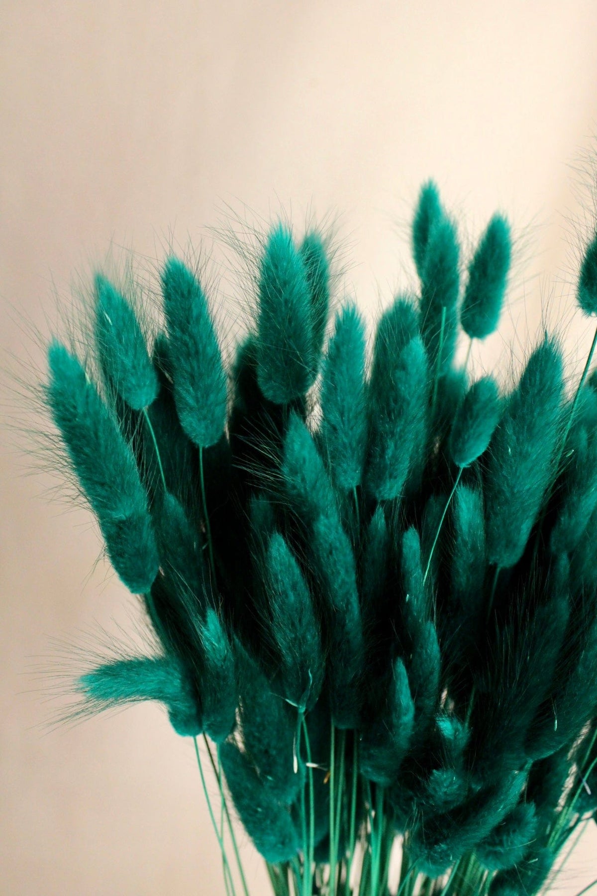 Vasenglück Trockenblumen Lagurus | Türkis