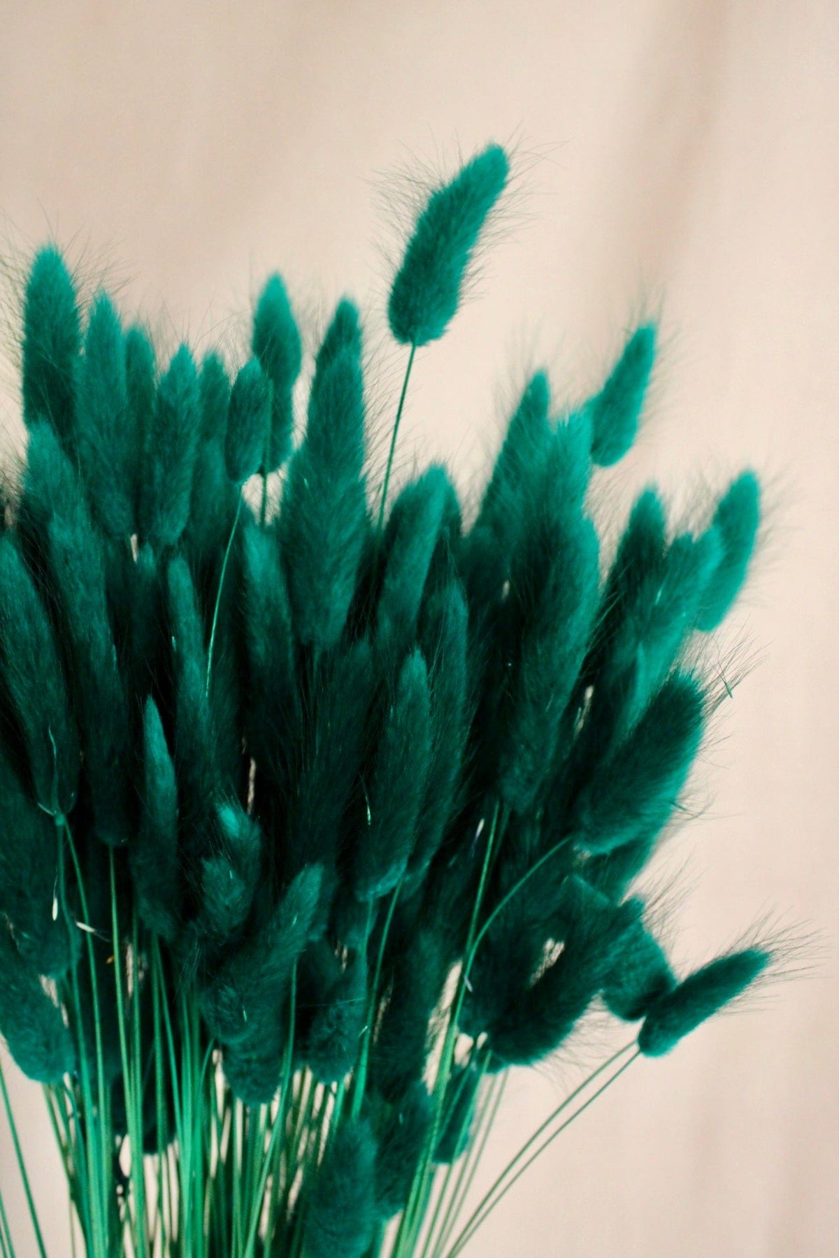 Vasenglück Trockenblumen Lagurus | Türkis