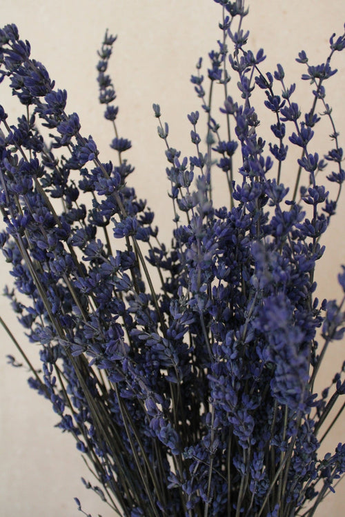 Vasenglück Trockenblumen Lavendel konserviert | Blau