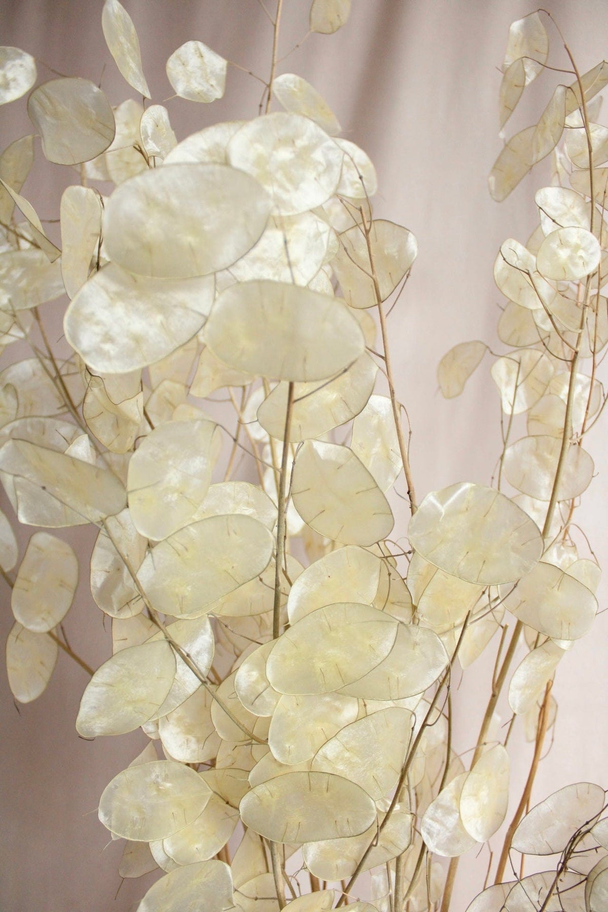 Vasenglück Trockenblumen Lunaria | Natur Perlmutt