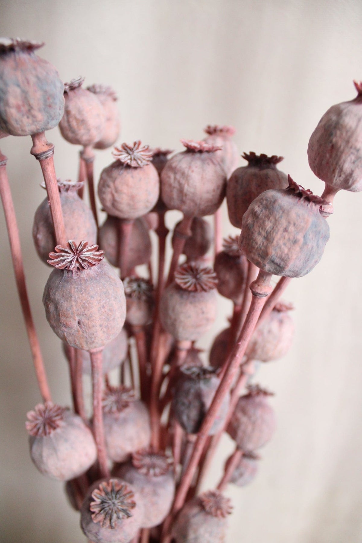 Vasenglück Trockenblumen Mohnkapseln | Rosa