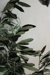 Vasenglück Trockenblumen Großes Bund Olivenzweige konserviert | 1 Bund | Grün