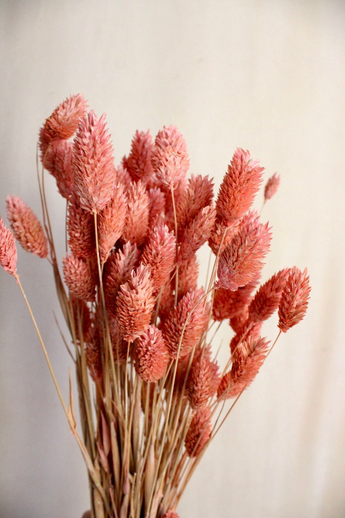 Vasenglück Trockenblumen Phalaris | Altrosa