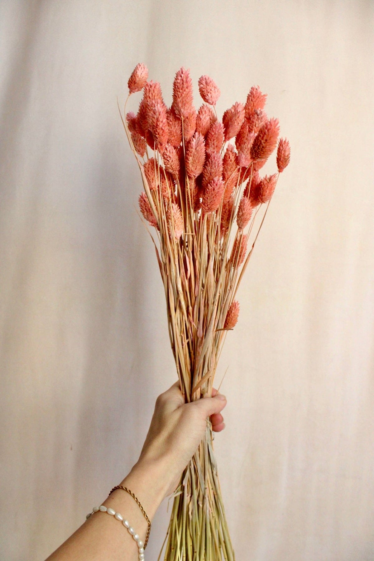 Vasenglück Trockenblumen Phalaris | Altrosa