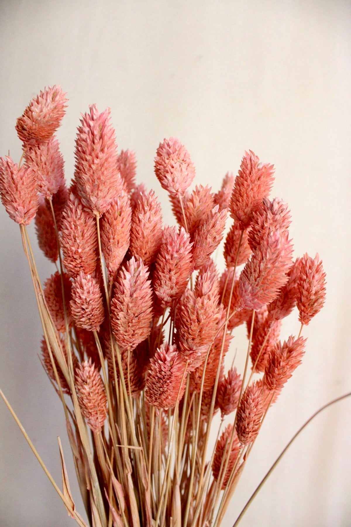 Vasenglück Trockenblumen Phalaris | Altrosa