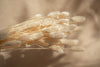 Vasenglück Trockenblumen Phalaris | Cremeweiß