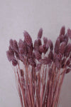 Vasenglück Trockenblumen Phalaris | Flieder