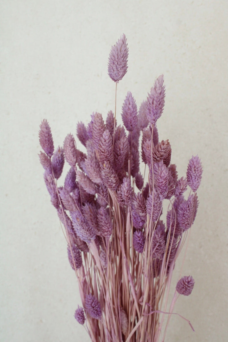 Vasenglück Trockenblumen Phalaris | Flieder