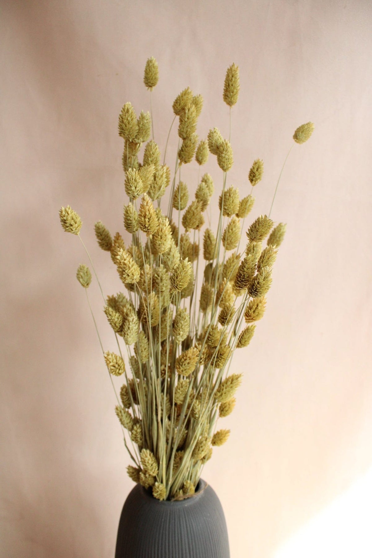 Phalaris 60cm Gelb - Trockenblumen