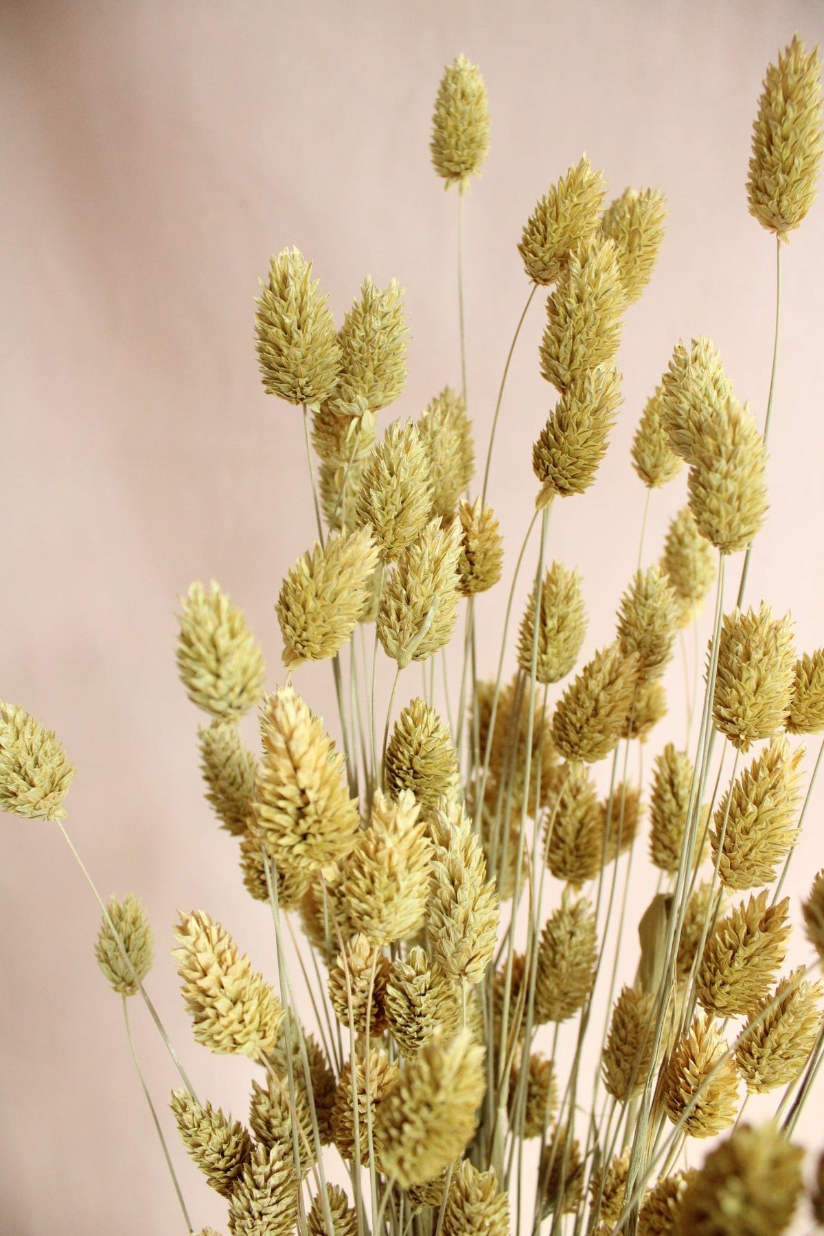 Vasenglück Trockenblumen Phalaris | Hell Gelb