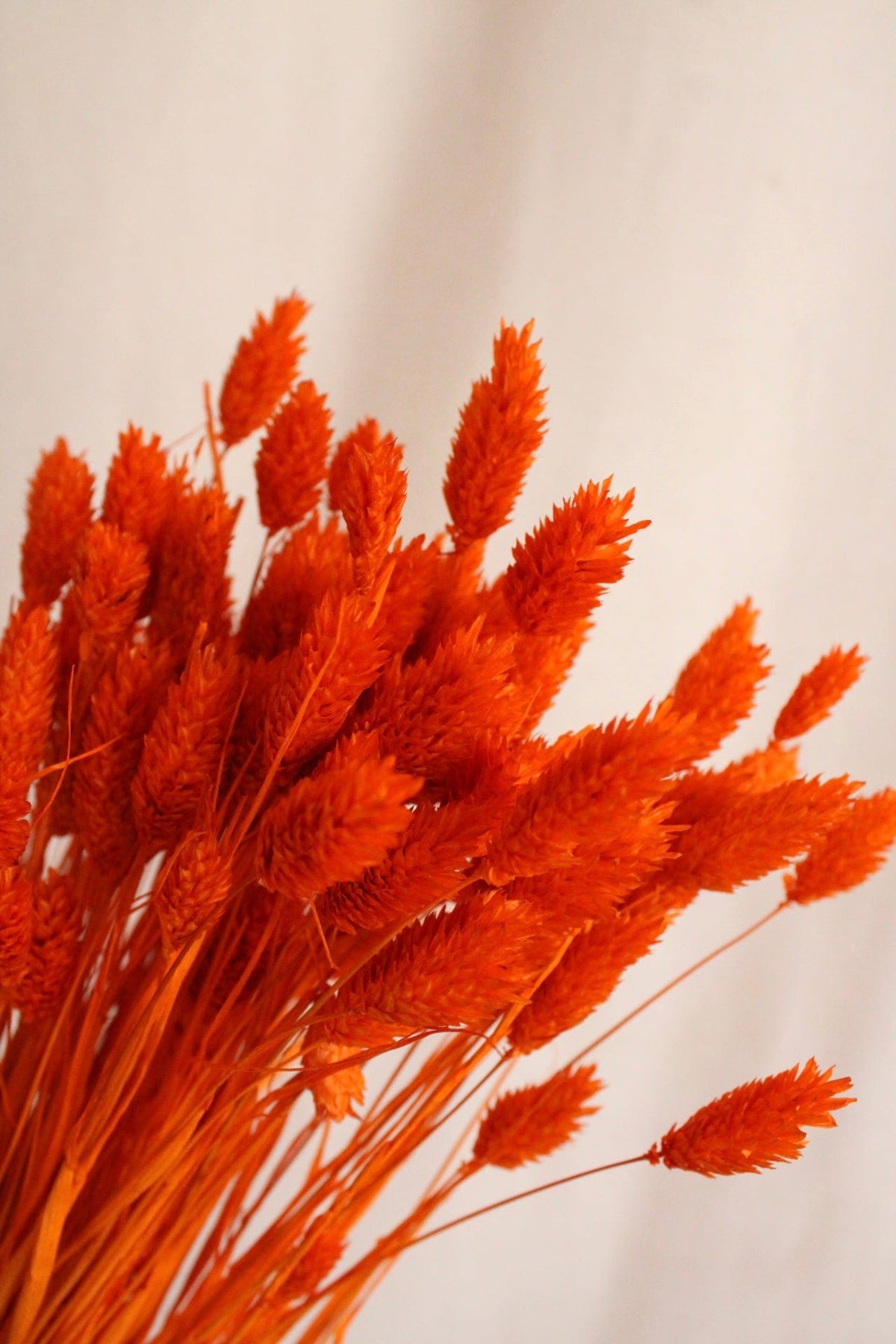 Vasenglück Trockenblumen Phalaris | Hell Orange