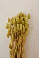 Vasenglück Trockenblumen Phalaris | Kiwigrün