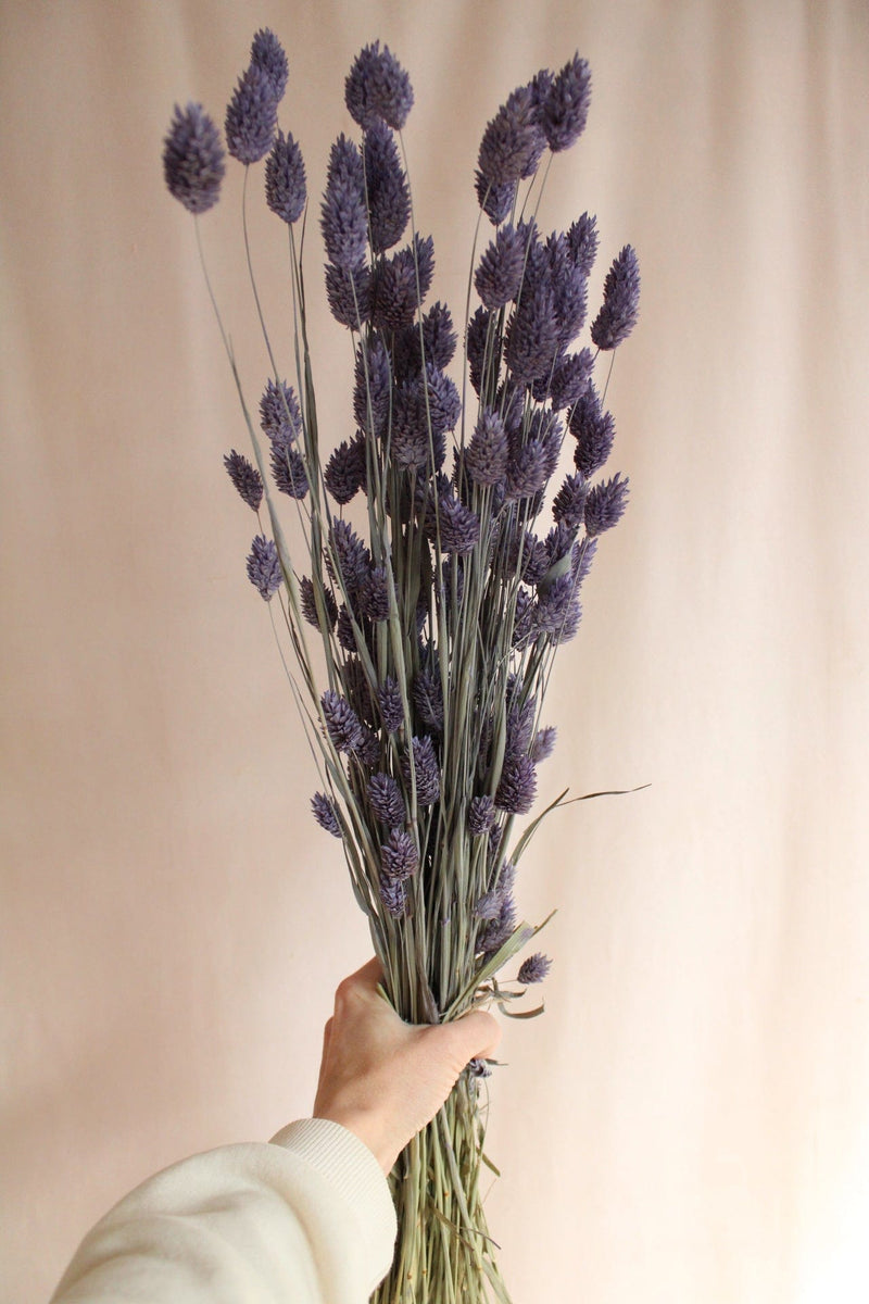 Trockenblumen in Lila, Violett oder Flieder