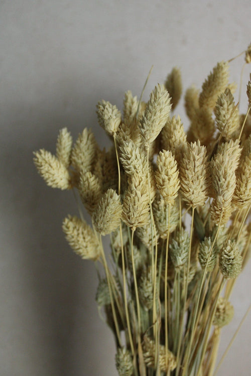 Vasenglück Trockenblumen Phalaris | Natur Braun